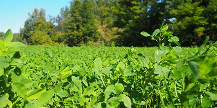 Field of clovers 
