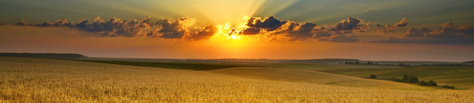 Yellow sunset covered by clouds over wheatfields