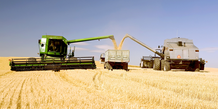 Two combines harvesting wheat