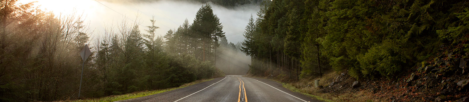 Road with luscious trees on both sides and early morning fog