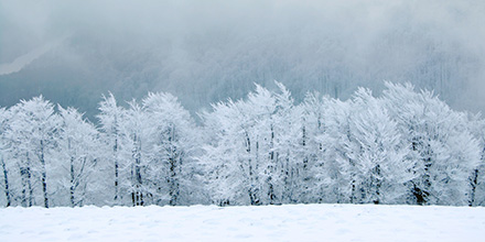 Trees covered in frost and snow on a winter day. 