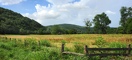 Green field with wooden fence posts