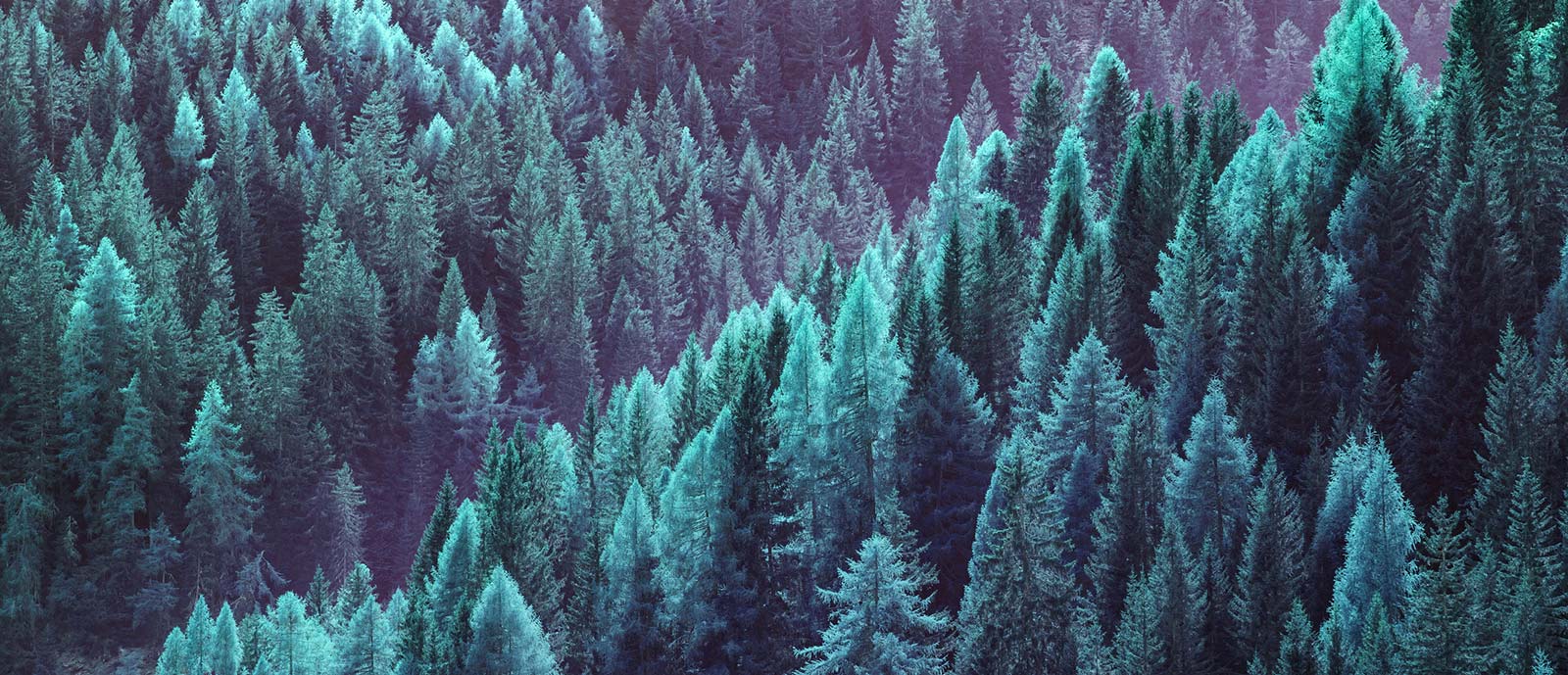 Close up of pine forest