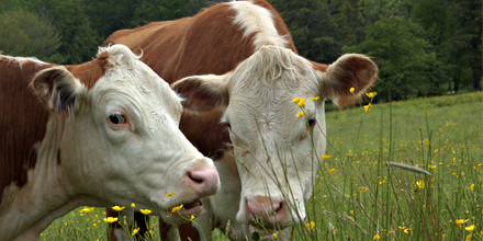 2 cows in the grass