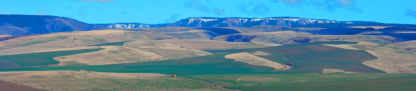 Rolling hills in the Walla Walla Valley with Blue Mountains in background