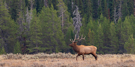 An elk walking through a field with green trees in the background.