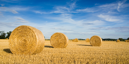 round hay bales in a field