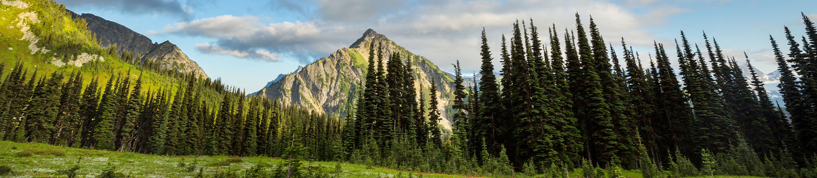 Mountain peak in washington state lined with trees